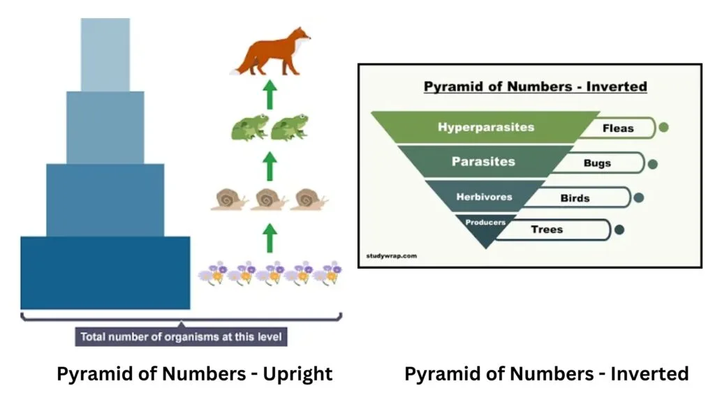 Ecological Pyramids - Definition, Types, Examples, Importance, Limitations 4 Types of Pyramid of Numbers