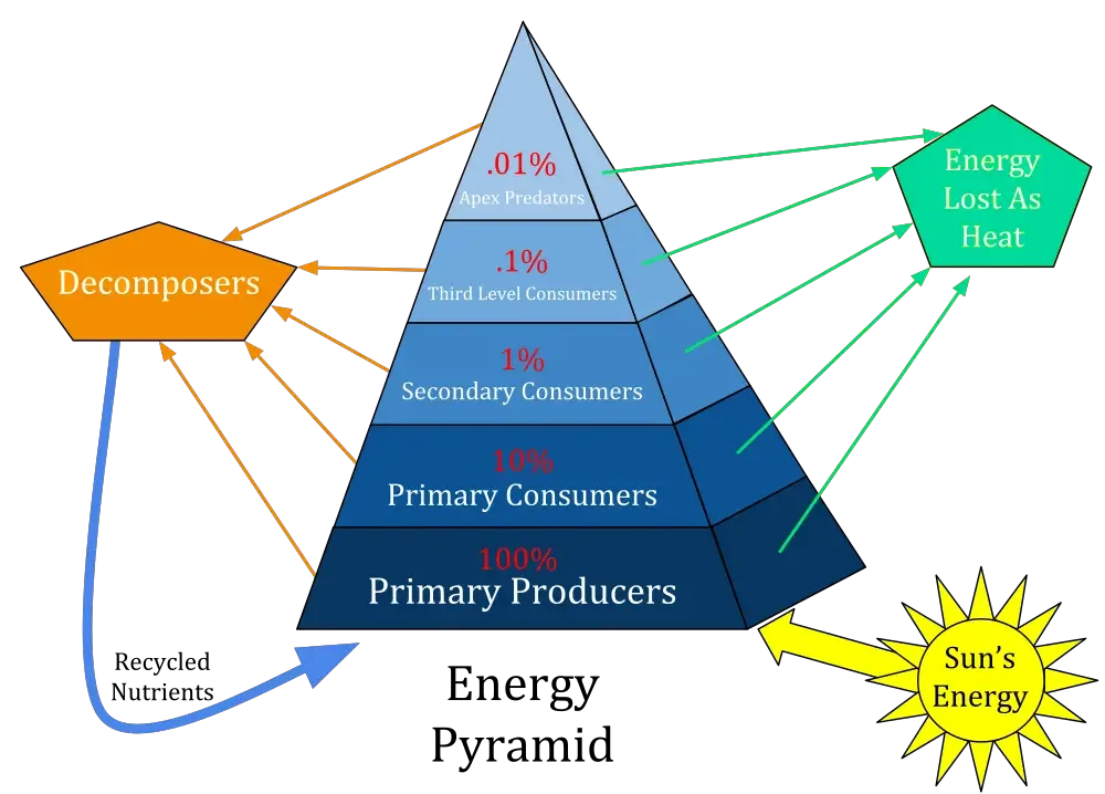 Ecological Pyramids - Definition, Types, Examples, Importance, Limitations 5 Pyramid of Energy