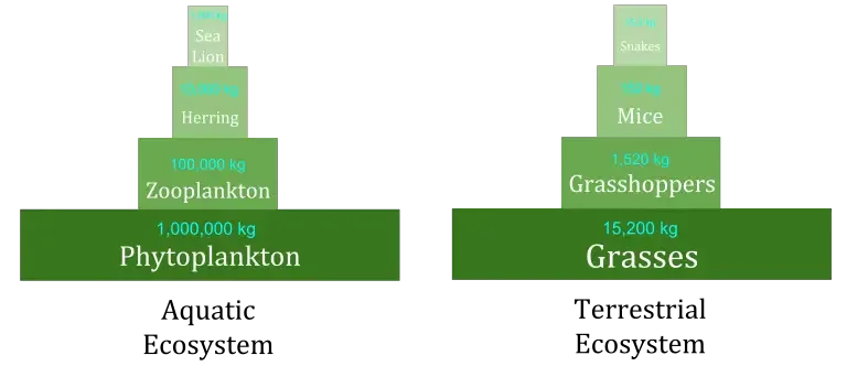 Ecological Pyramids - Definition, Types, Examples, Importance, Limitations 6 Pyramid of Biomass