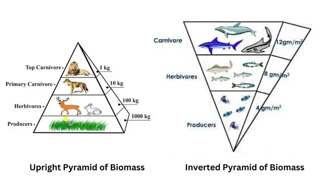 Ecological Pyramids - Definition, Types, Examples, Importance, Limitations 7 Types of Biomass Pyramid