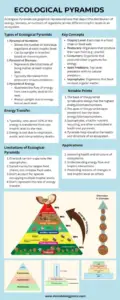 Ecological Pyramids Infograph