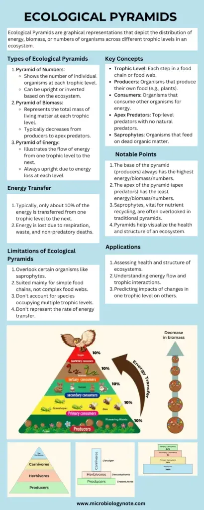 Ecological Pyramids - Definition, Types, Examples, Importance, Limitations 8 Ecological Pyramids Infograph