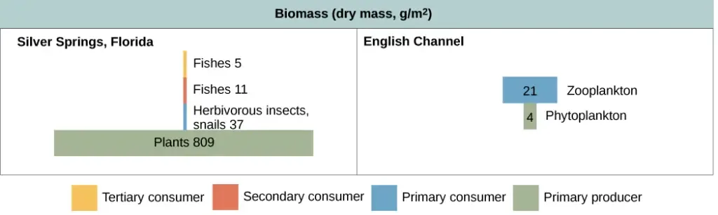 Biomass pyramids