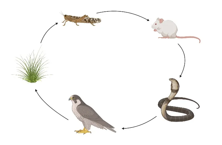 Food Chain diagram
