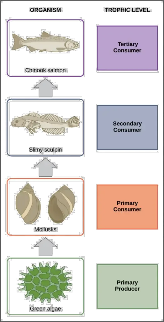 Food Chain diagram