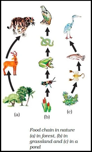 Food Chain Diagram