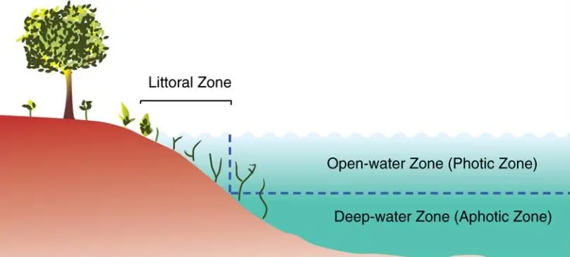 A deep lake depicting a Horizontal Zonation
