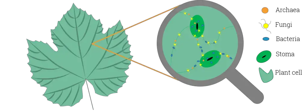 Phyllosphere