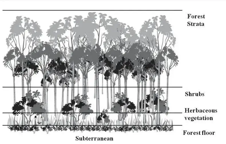 Vertical Stratification in a forest community
