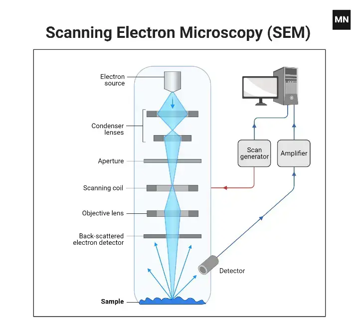 Scanning Electron Microscope (SEM)