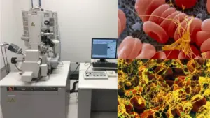 Scanning Electron Microscope – Principle, Parts, Uses