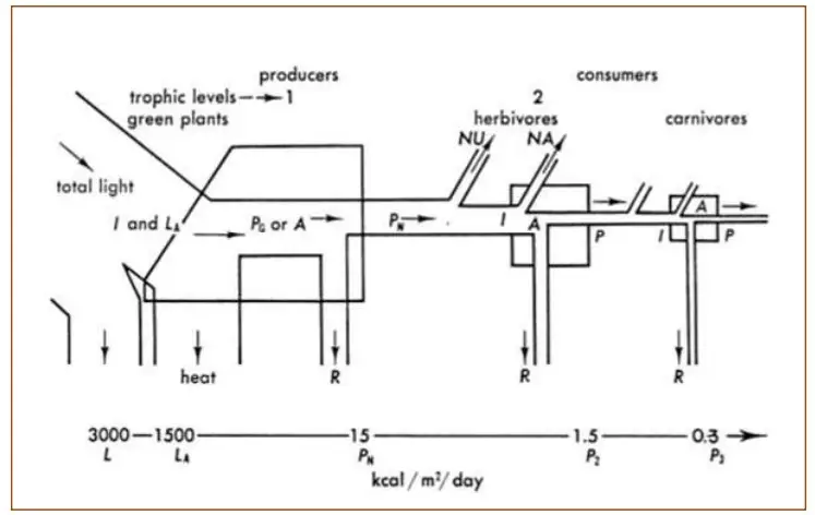 Models of Energy Flow in a Ecosystem - Linear and Y-shaped food chains ...