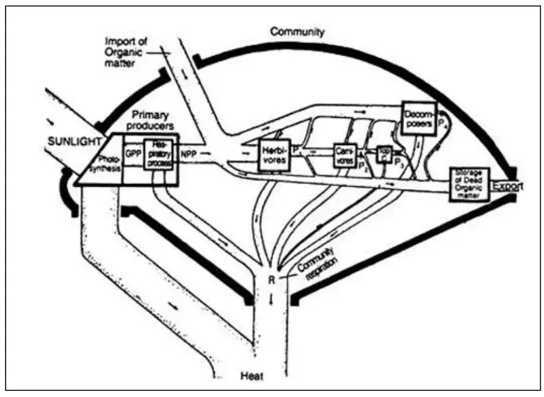 The relationship between flow of energy through grazing and detritus pathways.
