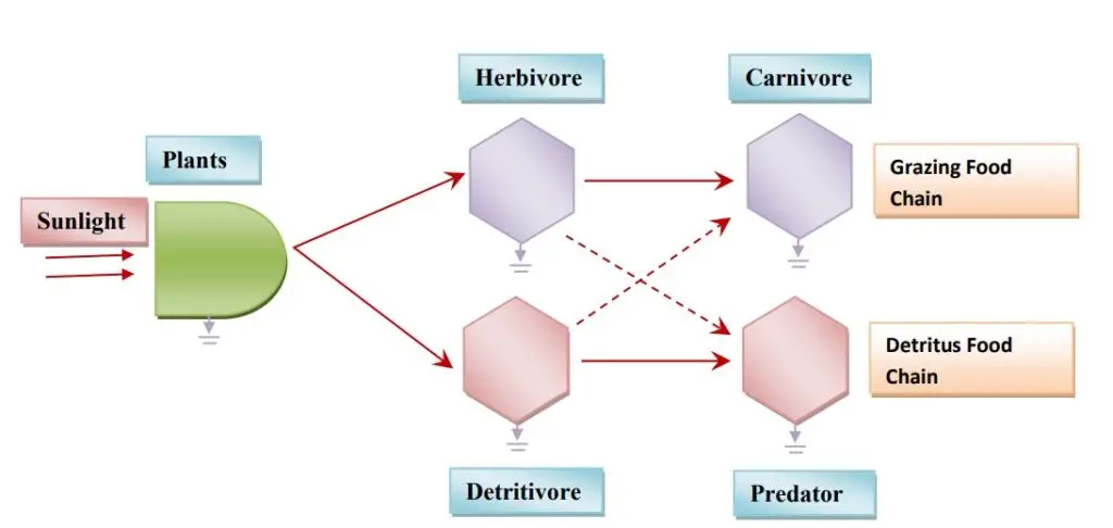 Double Channel or Y-shaped Energy Flow Model (based on Odum, 1983)
