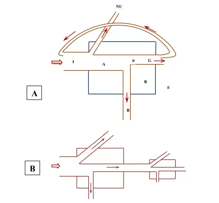 Universal Energy Flow Model. I- input or ingested energy; NU- not utilized energy; A- assimilated energy; P-production; R-respiration; B-biomass; G-growth; S-stored energy; E-excreted energy (Odum, 1963).
