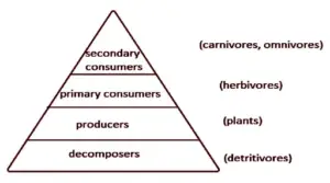 Detritus Food Chain - Definition, Energy Flow, Examples - Biology Notes ...