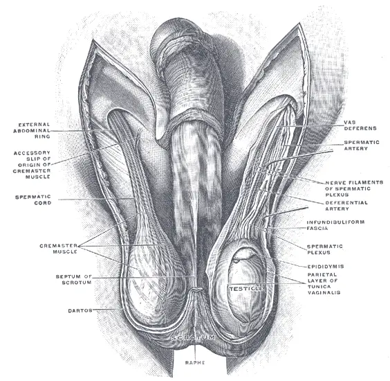 Inside the Human Testes: Diagram illustrates the scrotum with a portion of the covering removed to display the testis.