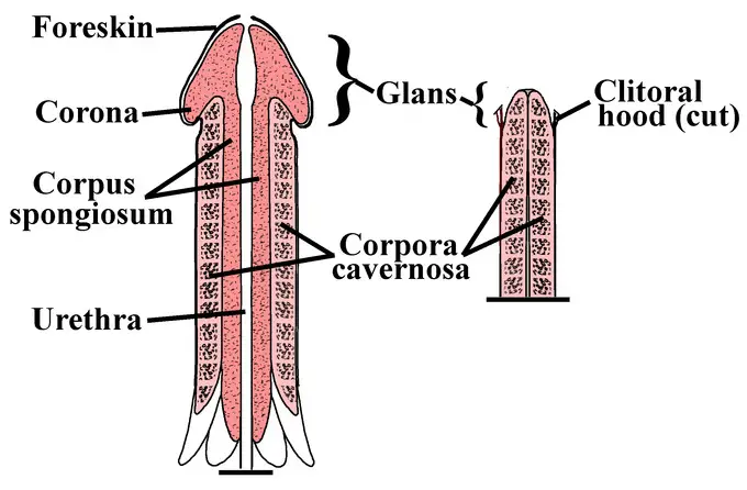 Penile and Clitoral Structure: This diagram compares the structure of the penis to the clitoris. 