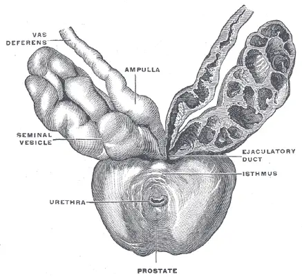 Prostate: Prostate with seminal vesicles and seminal ducts, viewed from the front and above, including the urethra, seminal vesicle, vas deferens, ampulla, ejaculatory duct, and isthmus. 