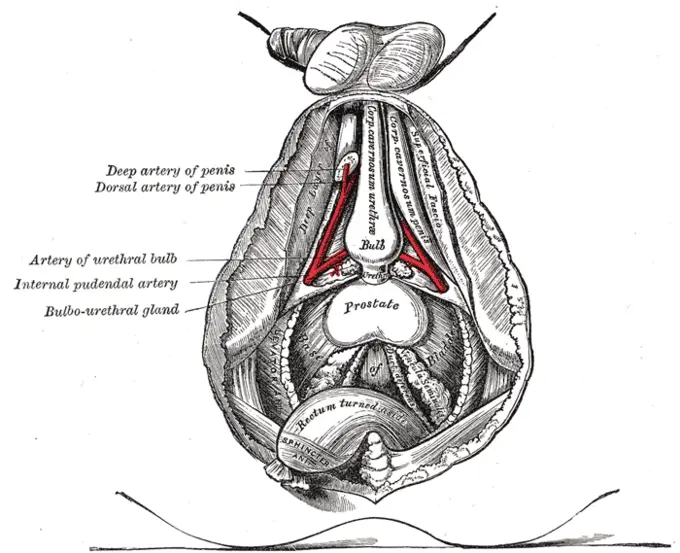 Bulbourethral Gland: Image shows internal view of penis and male sexual anatomy. The bulbourethral gland is labeled at center left. 