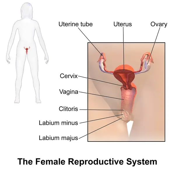 Human Female Reproductive System