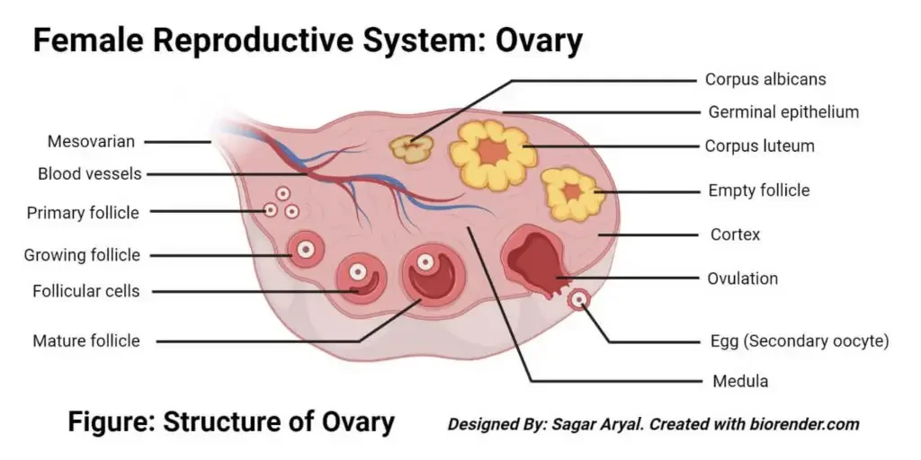 Structure of Ovaries
