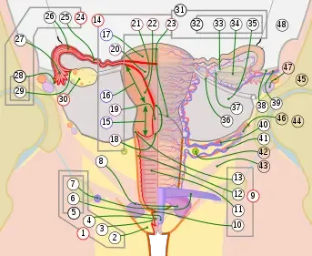Vulva: 2. Labia majora; 3. Labia minora; 4. Vestibule; 5. Clitoris: (with 6. Glans and 7. Body). 8. Bulb of vestibule
Vagina: 10. Hymen; 11. Lumen; 12. Wall; 13. Fornix (lateral)
Uterus: Parts: 15. Cervix; 16. Body and 17. Fundus. 18. Orifices: External and Internal; 19. Cervical canal; 20. Uterine cavity; Layers: 21. Endometrium; 22. Myometrium and 23. Perimetrium
Fallopian tube: 25. Isthmus; 26. Ampulla; 27. Infundibulum; 28. Fimbria (with 29. Fimbria ovarica)
Ovary
Visceral pelvic peritoneum: 32. Broad ligament (with 33. Mesosalpinx; 34. Mesovarium and 35. Mesometrium)
Ligaments: 36. Round; 37. Ovarian; 38. Suspensory of ovary
Blood vessels: 39. Ovarian artery and vein; 40. Uterine artery and veins; 41. Vaginal artery and veins
Other: 42. Ureter; 43. Pelvic floor (Levator ani); 44. Femoral head; 45. Hip bone; 46. Internal iliac vessels (anterior branches); 47. External iliac vessels; 48. Abdominal cavity