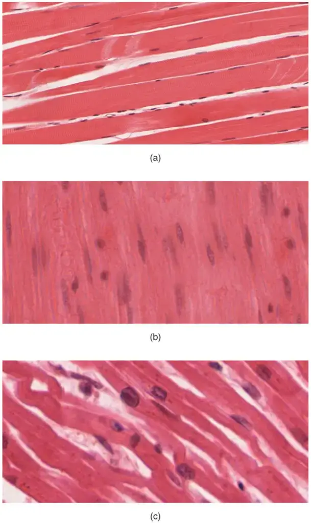 The body contains three types of muscle tissue: (a) skeletal muscle, (b) smooth muscle, and (c) cardiac muscle.
