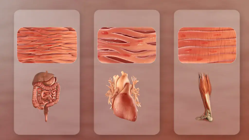 Three distinct types of muscle (L to R): Smooth (non-striated) muscle in internal organs, cardiac or heart muscle, and skeletal muscle.
