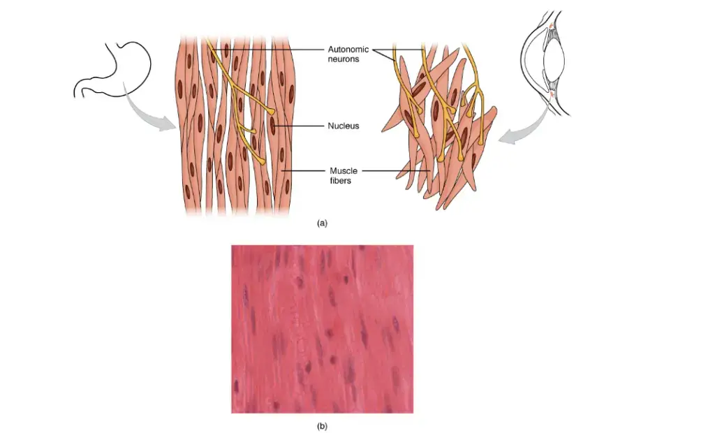 Smooth Muscle - Definition, Structure, Mechanism, Functions - Biology ...