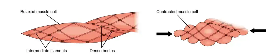 Muscle Contraction – The dense bodies and intermediate filaments are networked through the sarcoplasm, which cause the muscle fiber to contract.
