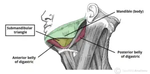 Submandibular Gland - Definition, Structure, Functions - Biology Notes ...