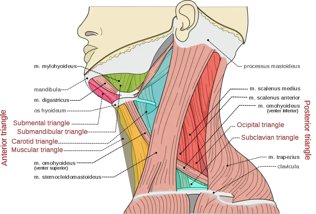 anterior and posterior triangles of the neck