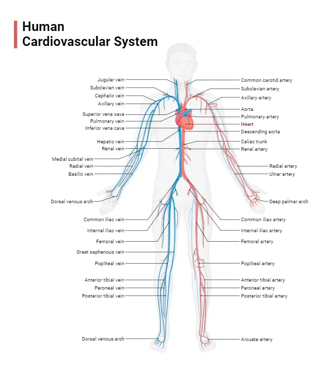 Human Cardiovascular System
