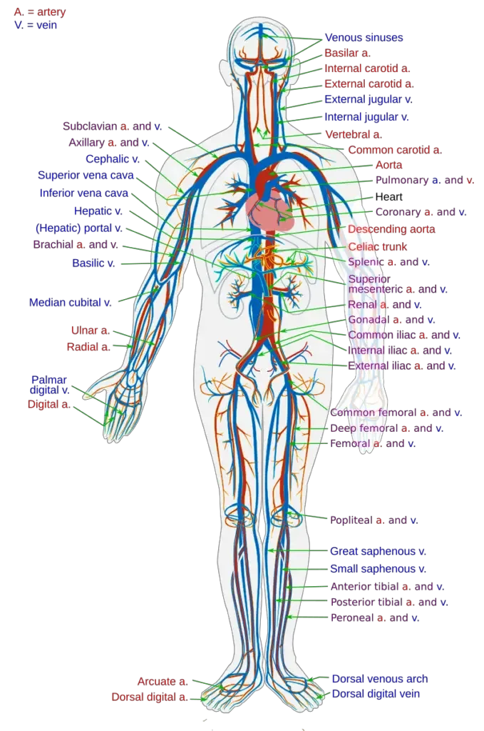 human Circulatory system
