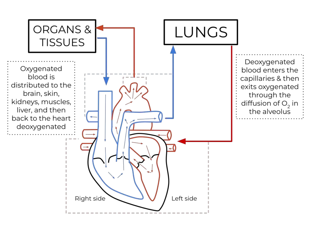 The human heart showing blood oxygenation to the pulmonary and systemic circulation 