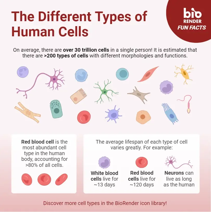 Blood Cells
