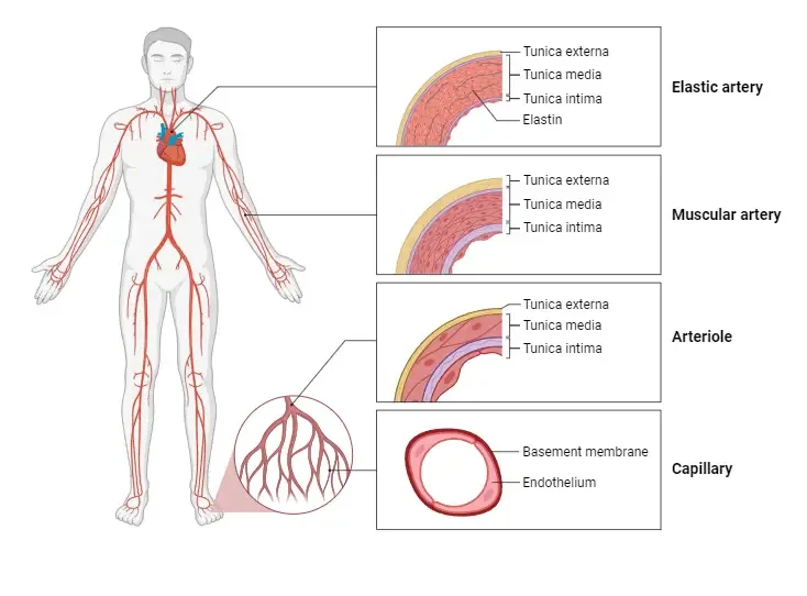 Functional Overview of Blood Vessels
