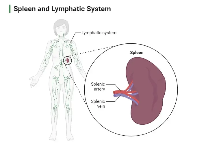 Spleen and Lymphatic System
