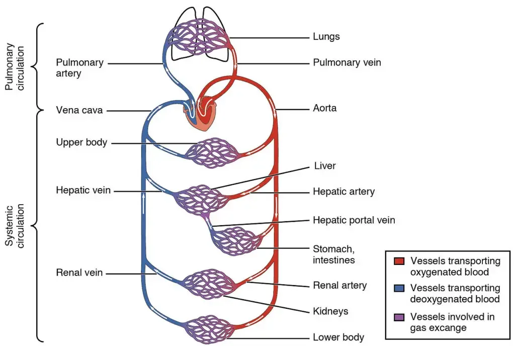 Blood flow in the pulmonary and systemic circulations
