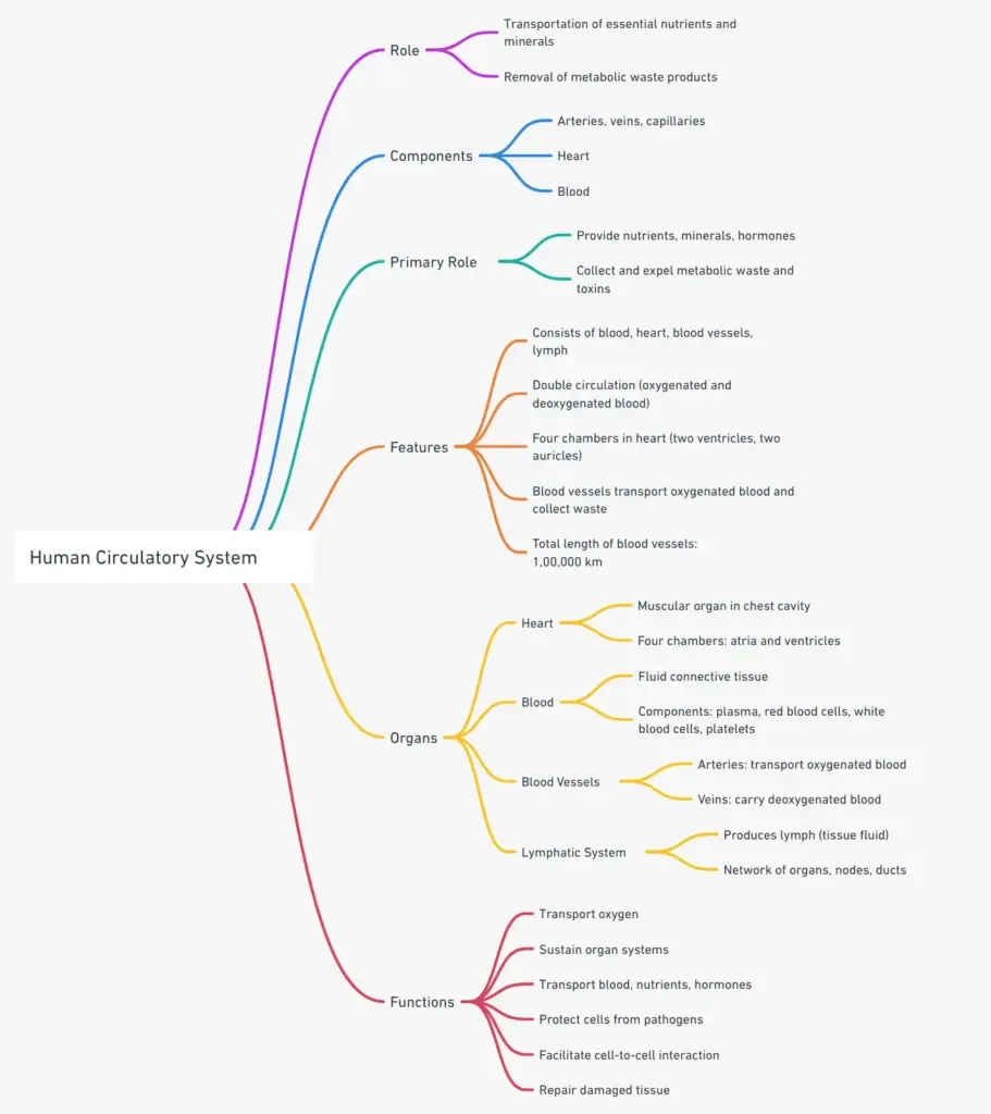 Human Circulatory System Mindmap
