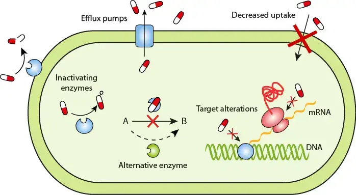 Antibacterial Drug Resistance Mechanism