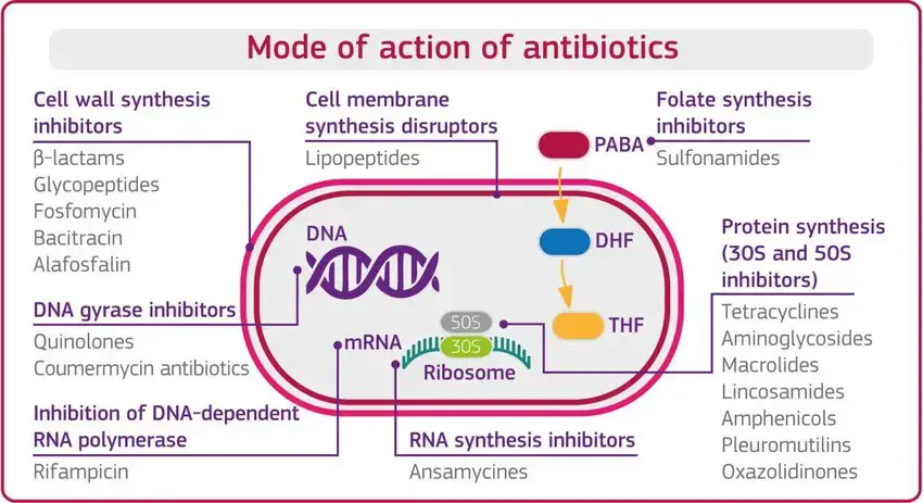 Mode of action of antibiotics and classification. - Biology Notes Online