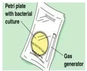 Cultivation of Anaerobic Bacteria using Gas pack