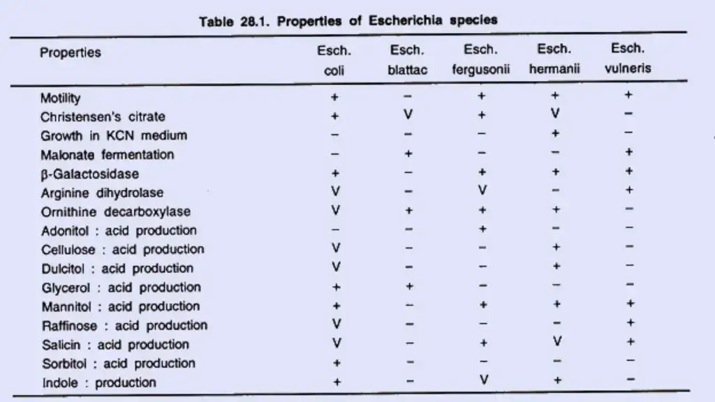 E.coli Morphology and Arrangement