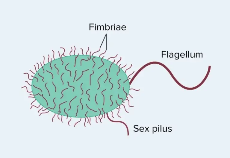 Fimbriae and Pili - Definition, Structure, Types, Functions ...