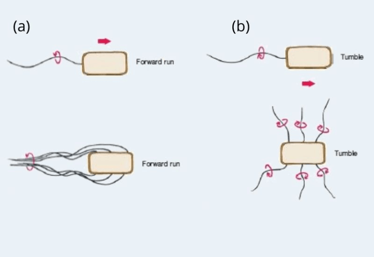 Run Bacteria Flagellar Movement Mechanisms and Chemotaxis. - Biology Notes Online