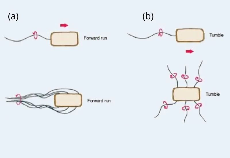 Flagellar Movement