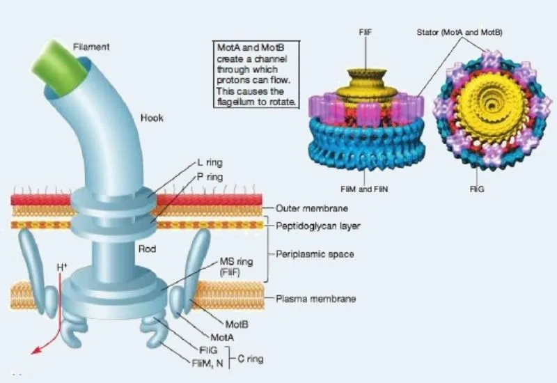 Mechanism of Flagellar Movement