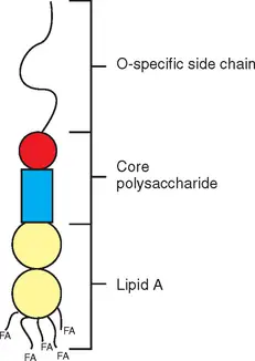 Characteristics of Endotoxins/Lipopolysaccharide